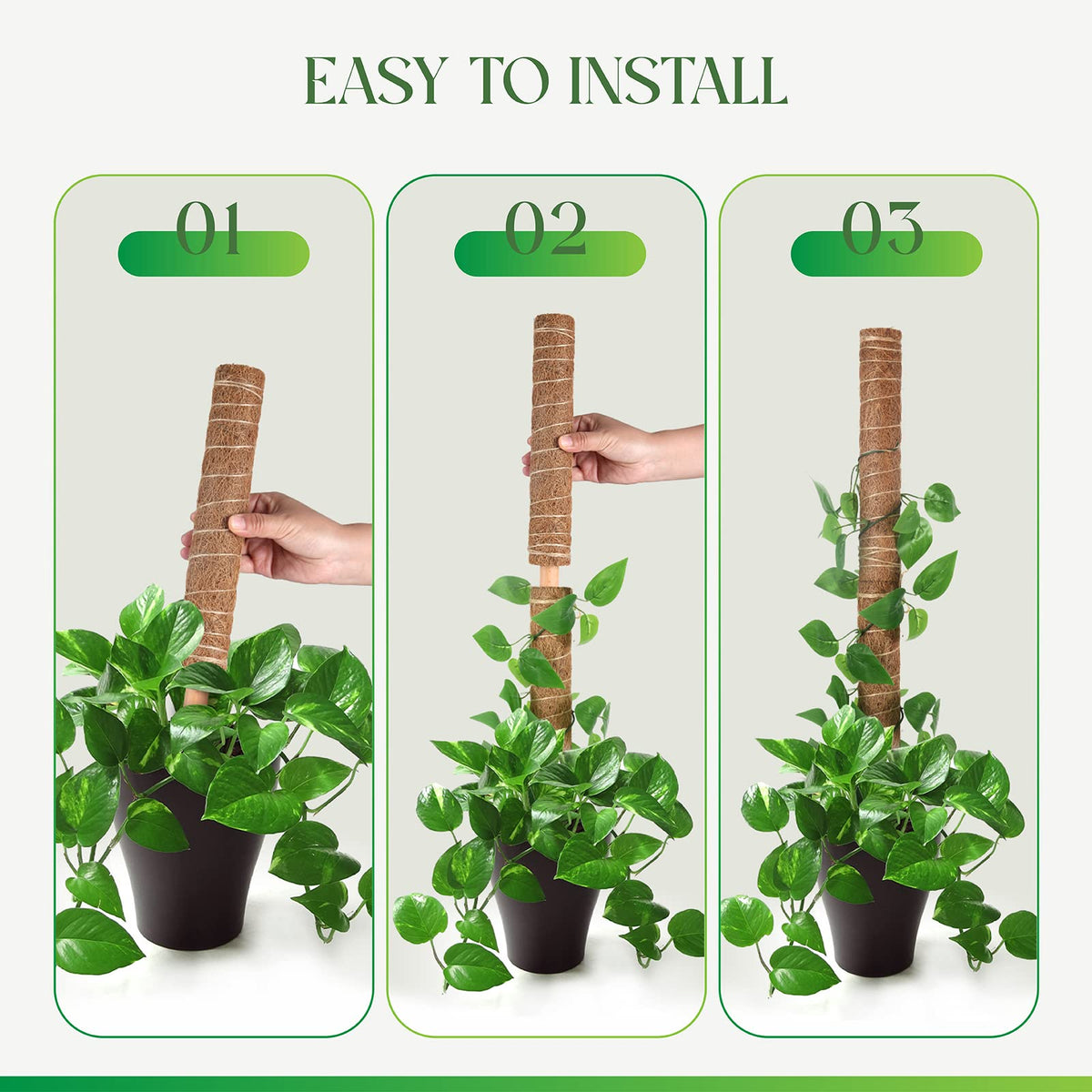 Pisol moss pole easy installation with twine for secure tying.