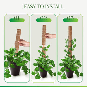 Pisol moss pole easy installation with twine for secure tying.