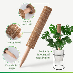 Pisol moss pole suitable for indoor and outdoor plants like monstera.