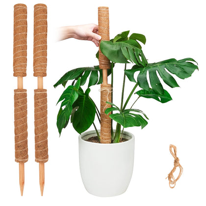 Pisol moss pole with Monstera provides extendable vertical support for lush indoor growth