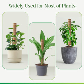 Pisol moss pole supports pothos and ivy with natural fiber design.
