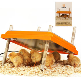 Pitalok brooder heater plate setup provides warm, safe space for newborn chicks.