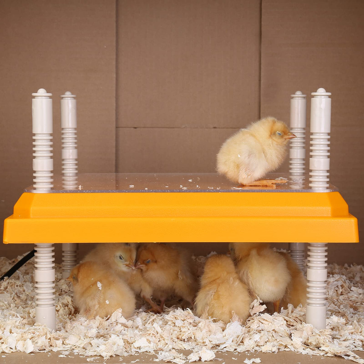 Pitalok brooder heater in poultry coop offers easy setup for your brood.