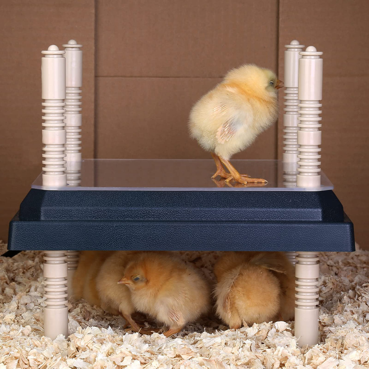 Pitalok poultry coop heater provides steady warmth without disturbing light.