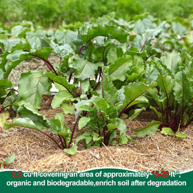 PJT Organic Garden Straw Mulch suited for pots and container gardens.