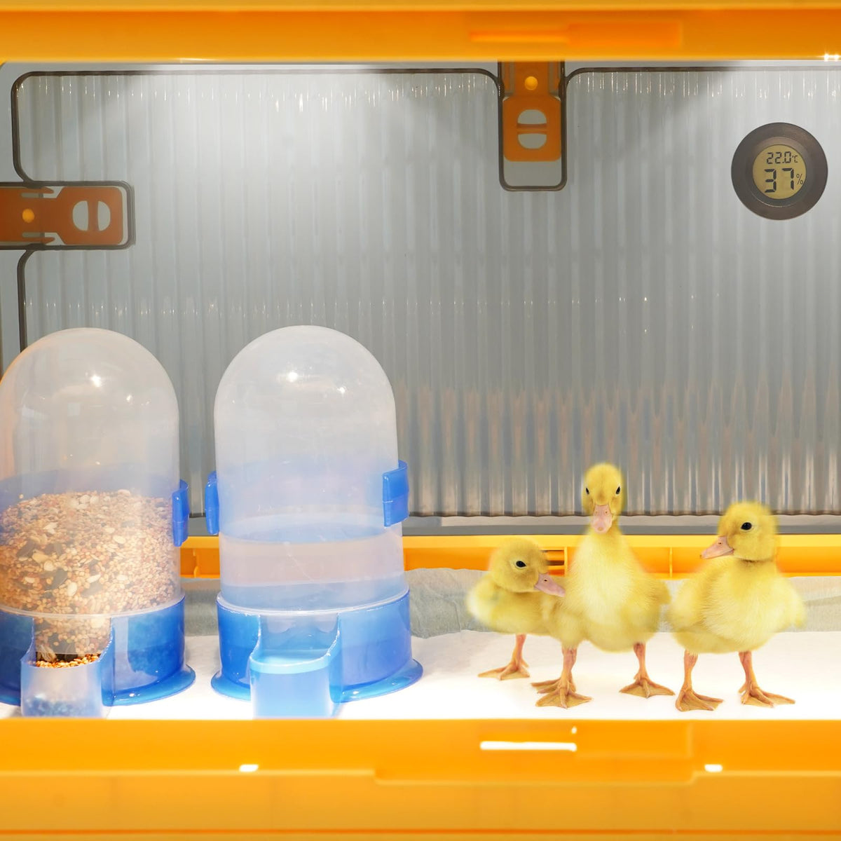 PKNYBZH Insulated brooder with top ventilation maintains warm, fresh air.