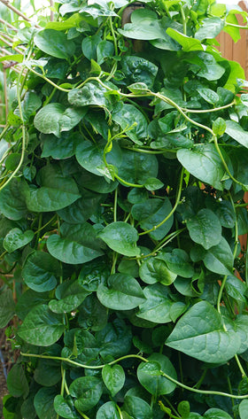 PL Organic Garden Organic Malabar Spinach seeds ready to plant for quick greens