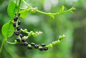 PL Organic Garden Asian vegetable seeds ideal for containers and small gardens