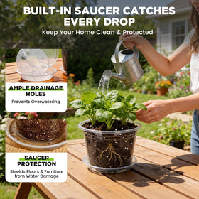 Plant Castle clear pot with saucer set helps controlling runoff