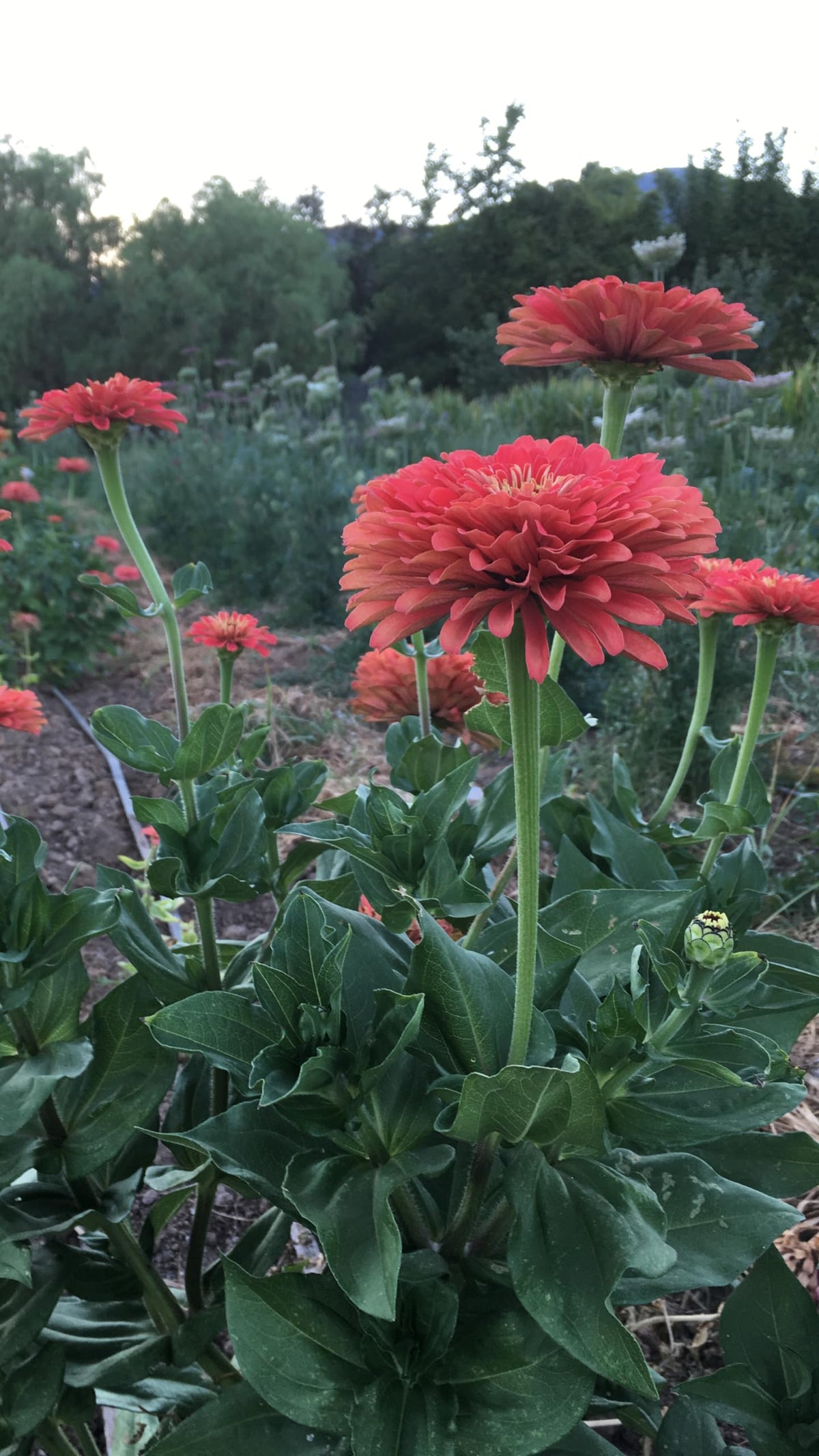 Plant Good Seed Benary's Giant Coral Zinnia double blossoms ideal for elegant arrangements