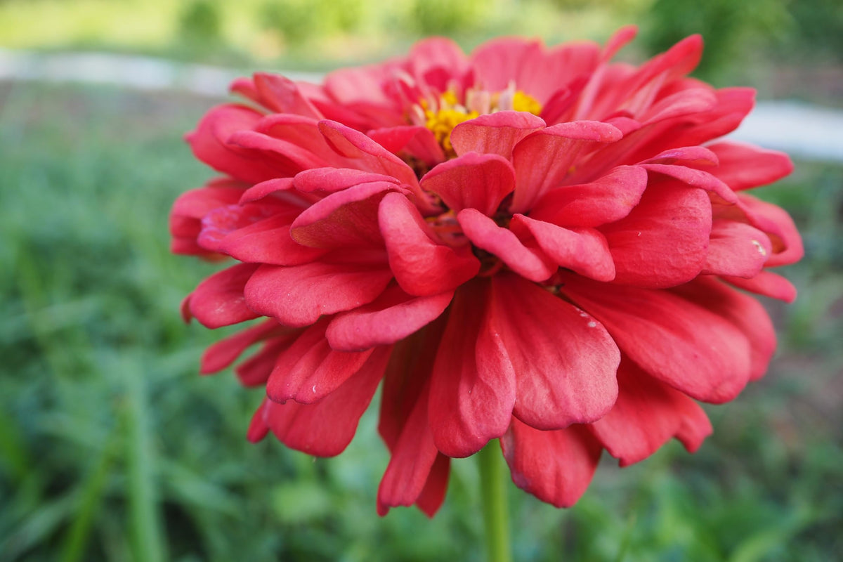 Plant Good Seed Benary's Giant Coral Zinnia hot-weather bloom in sunny garden