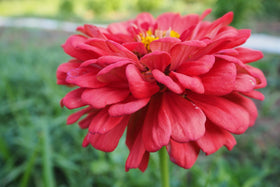 Plant Good Seed Benary's Giant Coral Zinnia hot-weather bloom in sunny garden