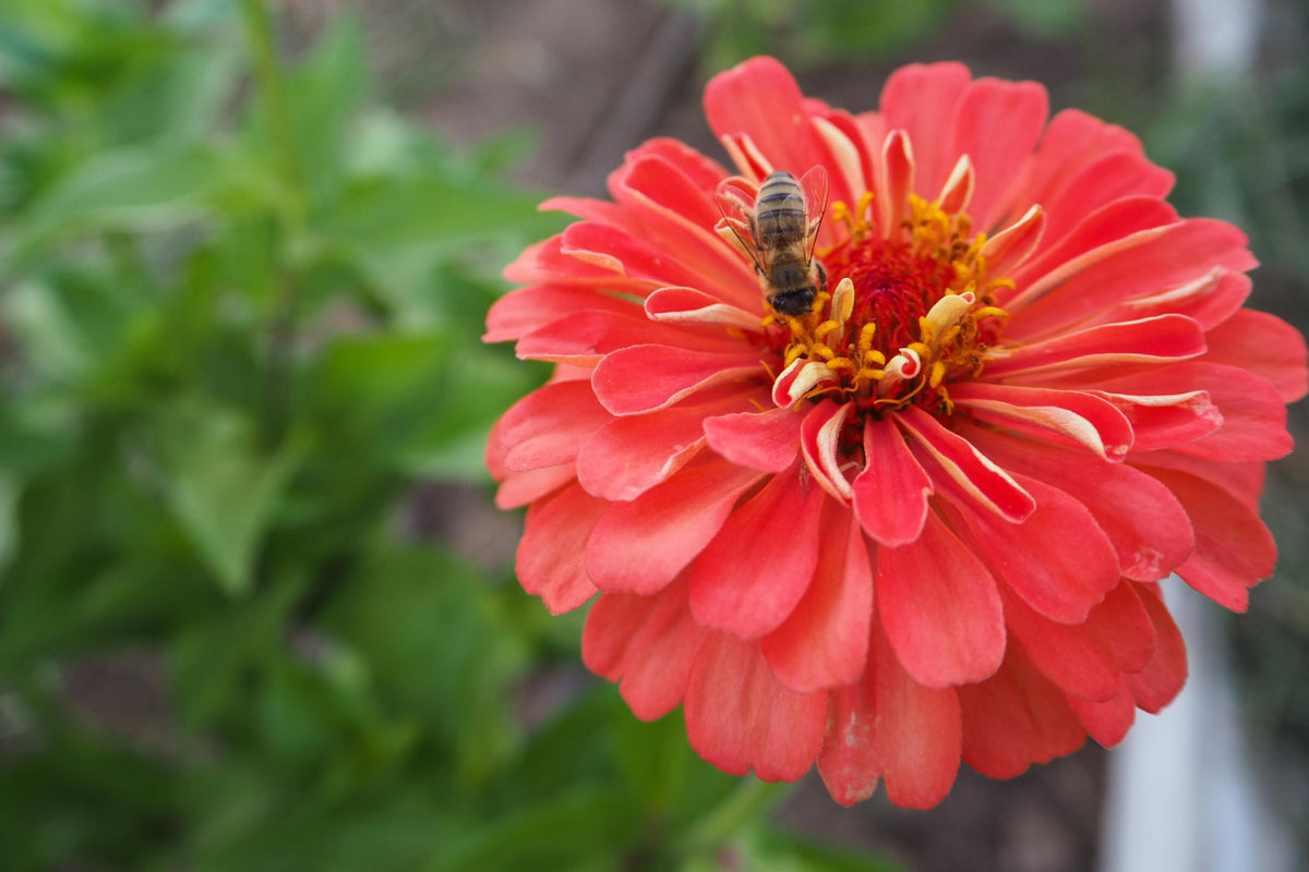 Plant Good Seed Benary's Giant Coral Zinnia butterfly-friendly blooms for pollinator borders