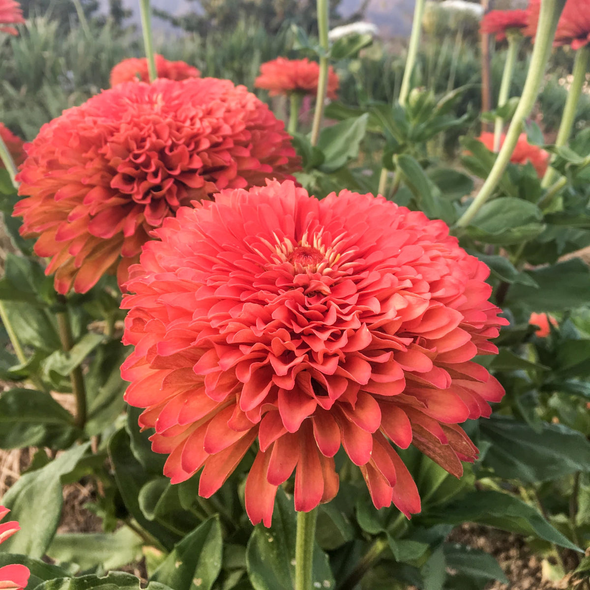 Plant Good Seed Benary's Giant Coral Zinnia seed packet showcasing easy cultivation