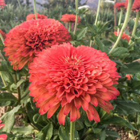 Plant Good Seed Benary's Giant Coral Zinnia seed packet showcasing easy cultivation