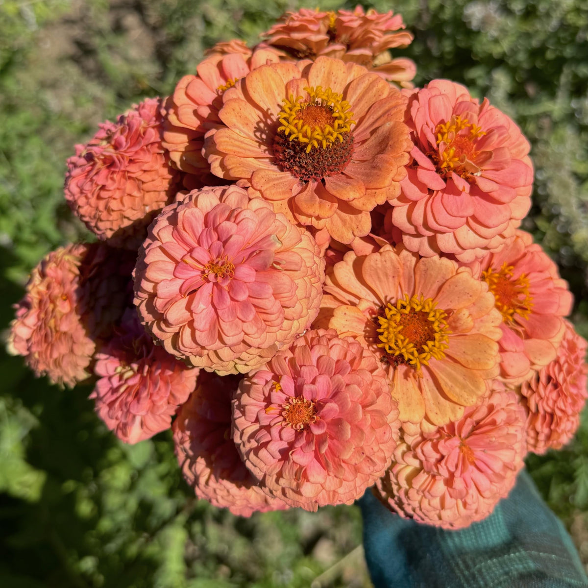 Plant Good Seed Oklahoma Salmon Zinnia blooms in garden beds showcase pink-orange hues.