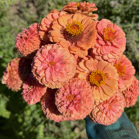 Plant Good Seed Oklahoma Salmon Zinnia blooms in garden beds showcase pink-orange hues.