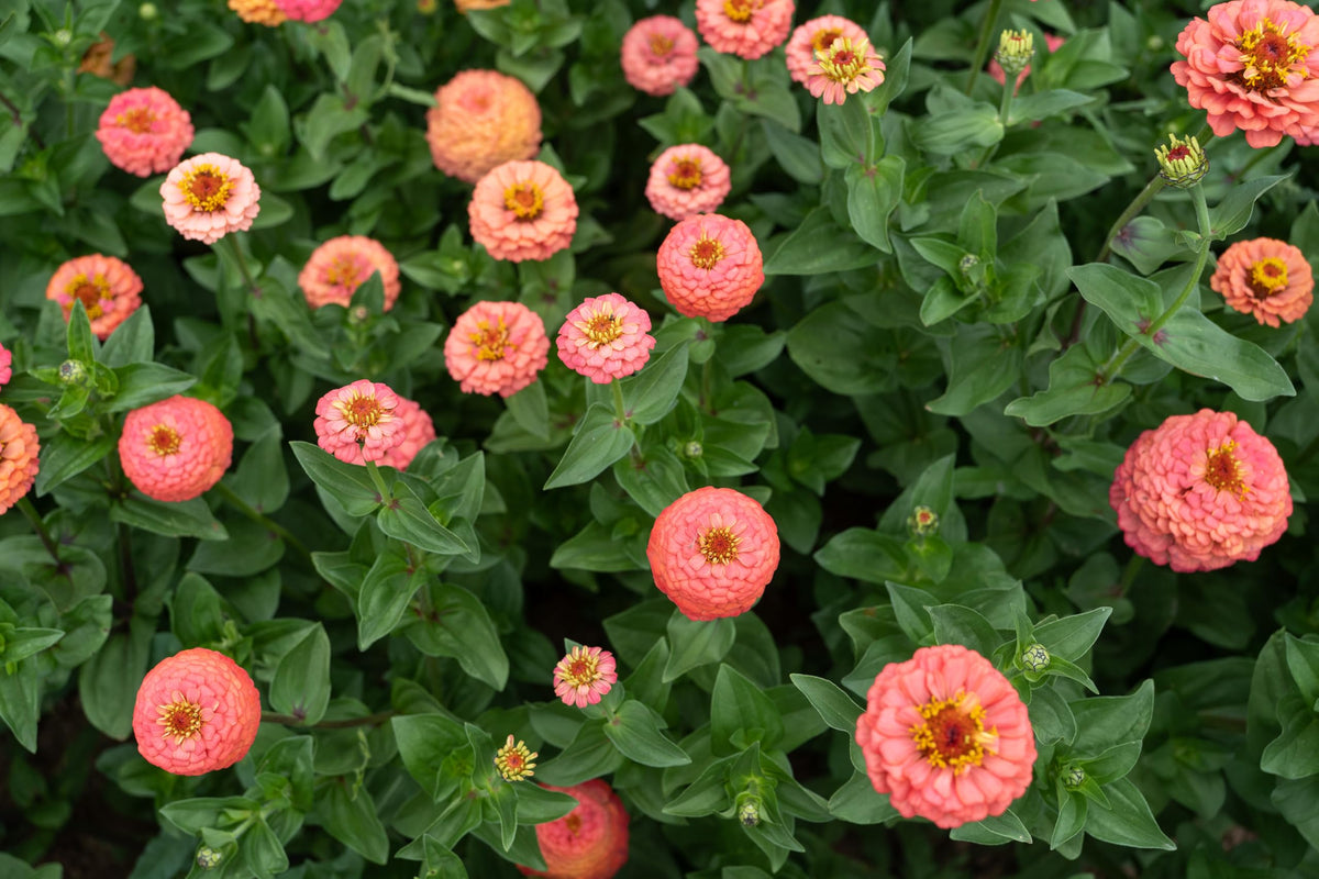 Plant Good Seed Oklahoma Salmon Zinnia cut-flower example for arrangements.