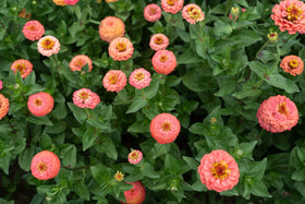 Plant Good Seed Oklahoma Salmon Zinnia cut-flower example for arrangements.