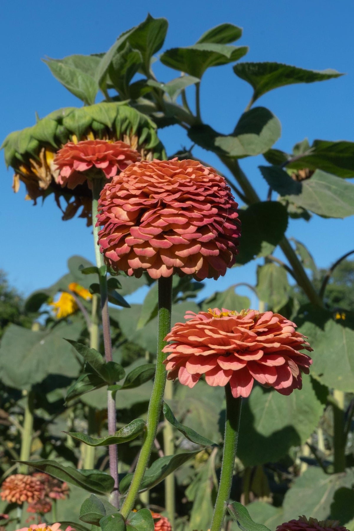 Growing instructions for Plant Good Seed Oklahoma Salmon Zinnia seeds.