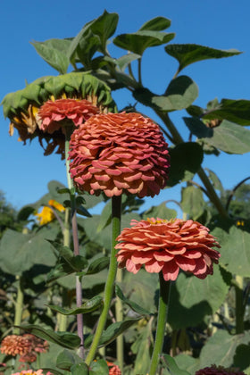Growing instructions for Plant Good Seed Oklahoma Salmon Zinnia seeds.