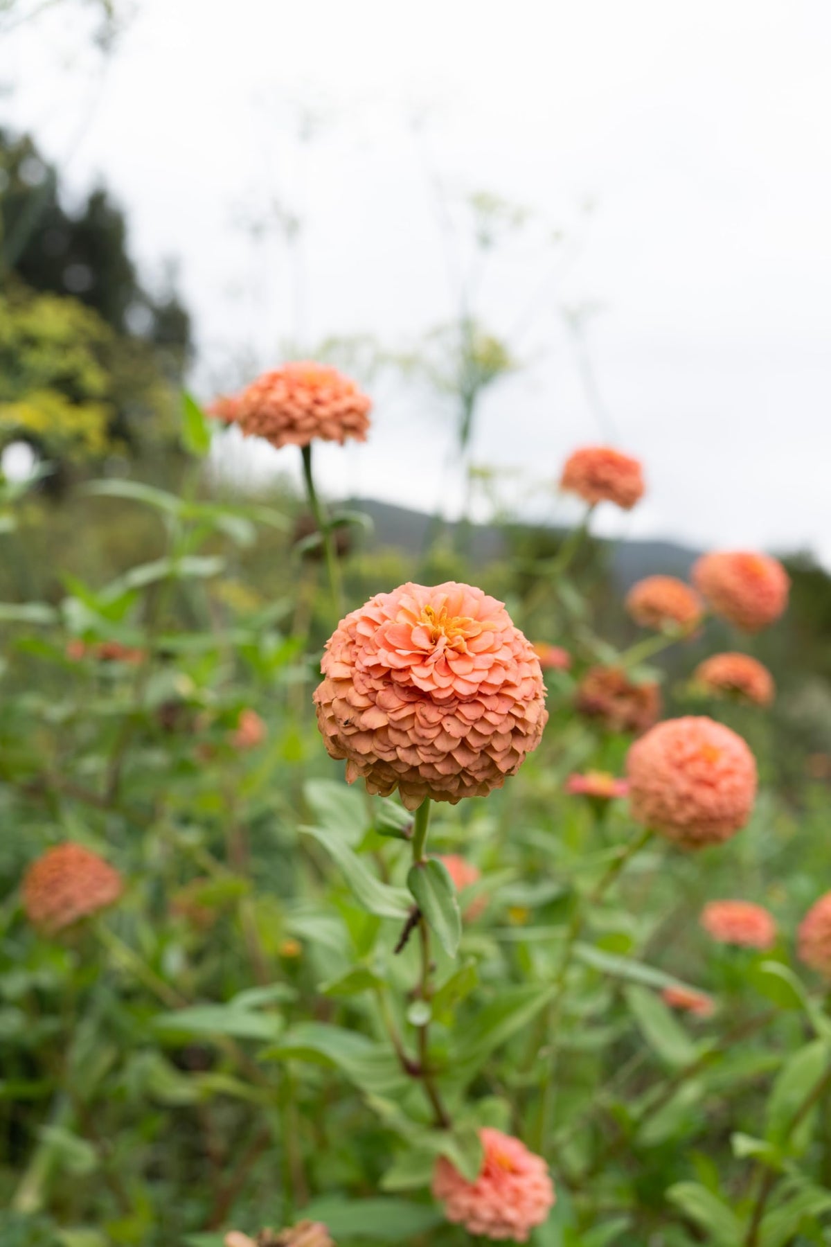 USA-grown Plant Good Seed organic Oklahoma Salmon Zinnia seeds and certifications.