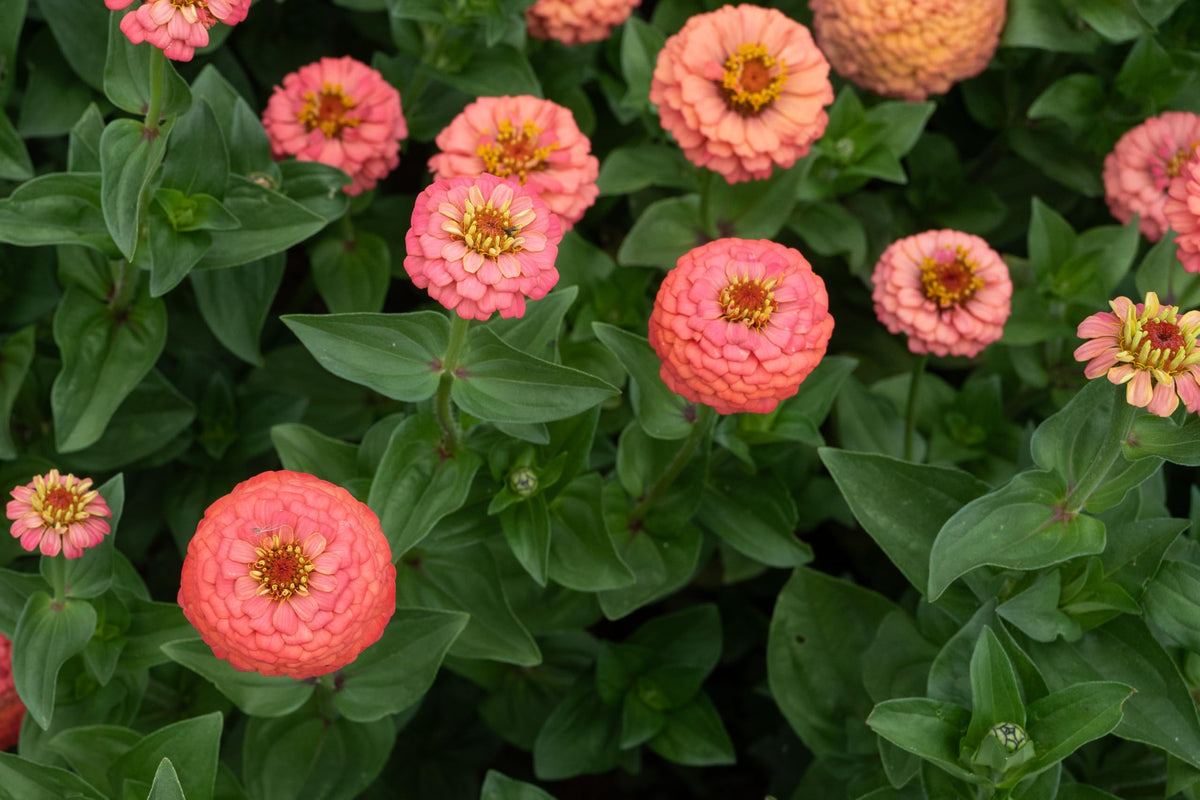 Hand-packed Plant Good Seed seeds with date codes for freshness.