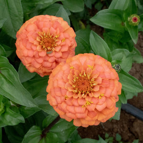 Pollinators visiting Plant Good Seed Oklahoma Salmon Zinnia blossoms.