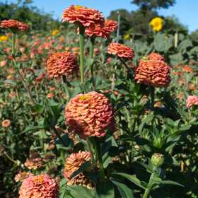 Oklahoma Salmon Zinnia seed close-up from Plant Good Seed for vibrant color.