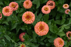 Sunlit garden bed with Plant Good Seed Oklahoma Salmon Zinnia plants in bloom.