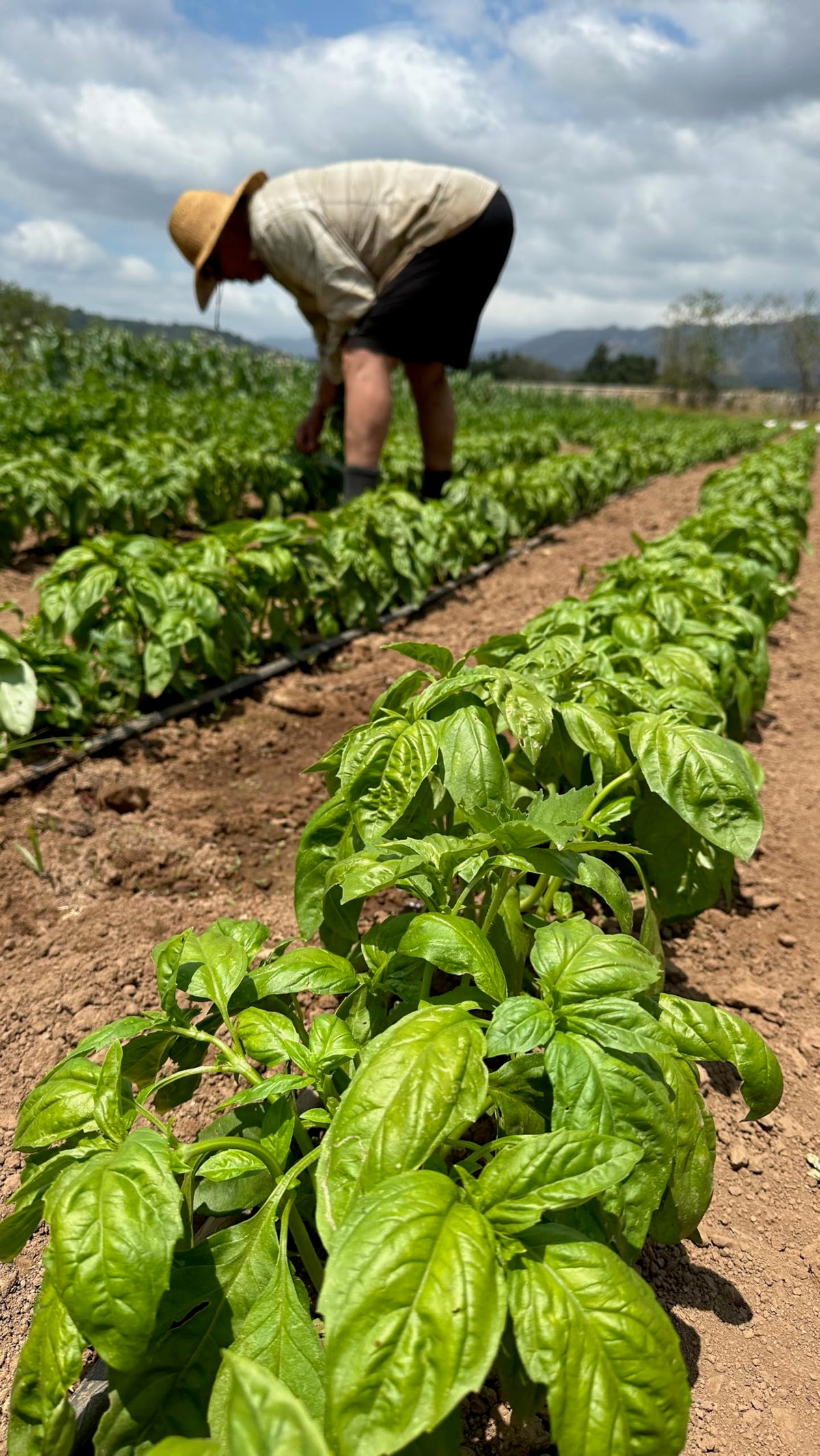 Pollinator-friendly basil blooms attracting bees and beneficial insects to gardens