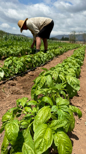 Pollinator-friendly basil blooms attracting bees and beneficial insects to gardens