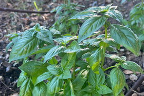 Harvest-ready basil leaves after 30-40 days for fresh pesto-like harvest
