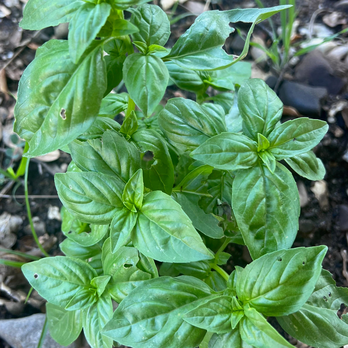 Prospera F1 basil seedling thriving in a greenhouse for reliable growth in humid climates