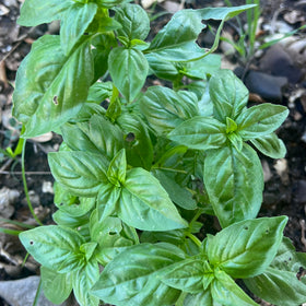 Prospera F1 basil seedling thriving in a greenhouse for reliable growth in humid climates