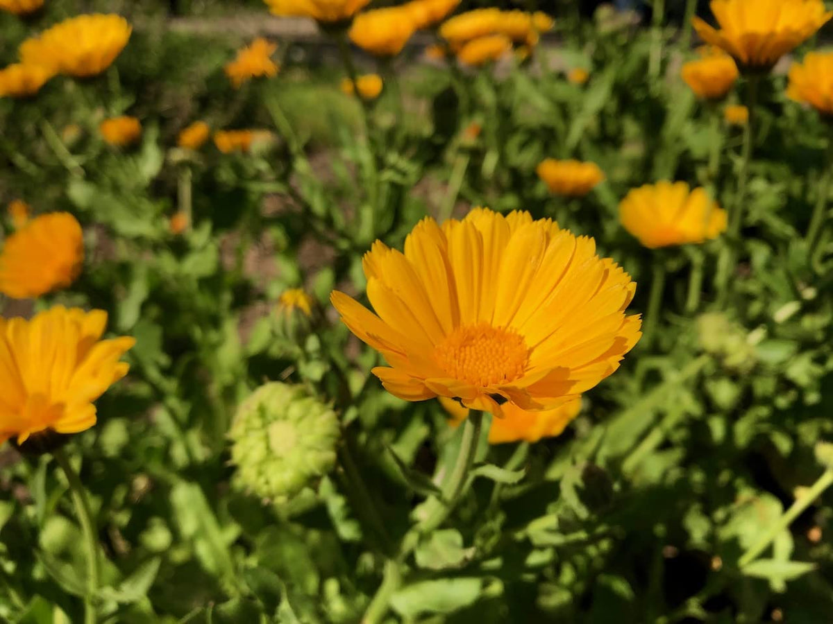 Close-up of resin-rich Resina Calendula petals from Plant Good Seed.