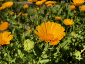 Close-up of resin-rich Resina Calendula petals from Plant Good Seed.