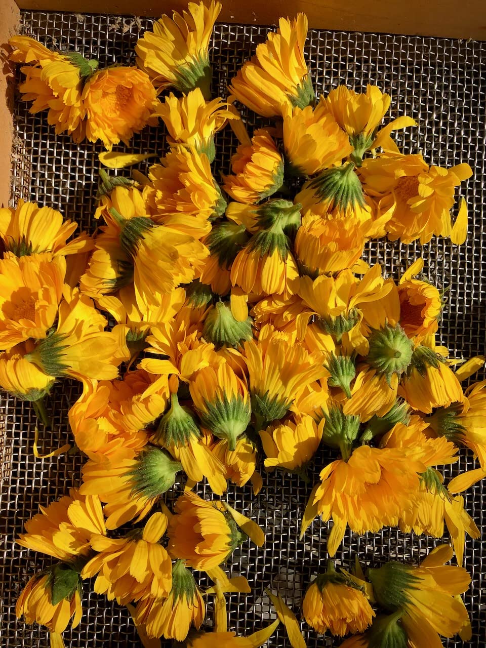 Resina Calendula seeds from Plant Good Seed are certified organic and open-pollinated.