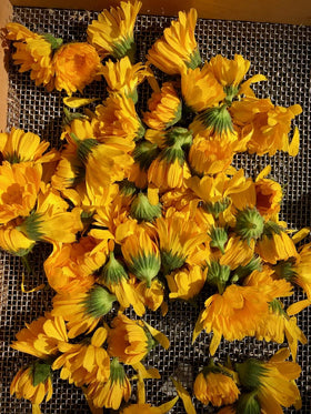 Resina Calendula seeds from Plant Good Seed are certified organic and open-pollinated.