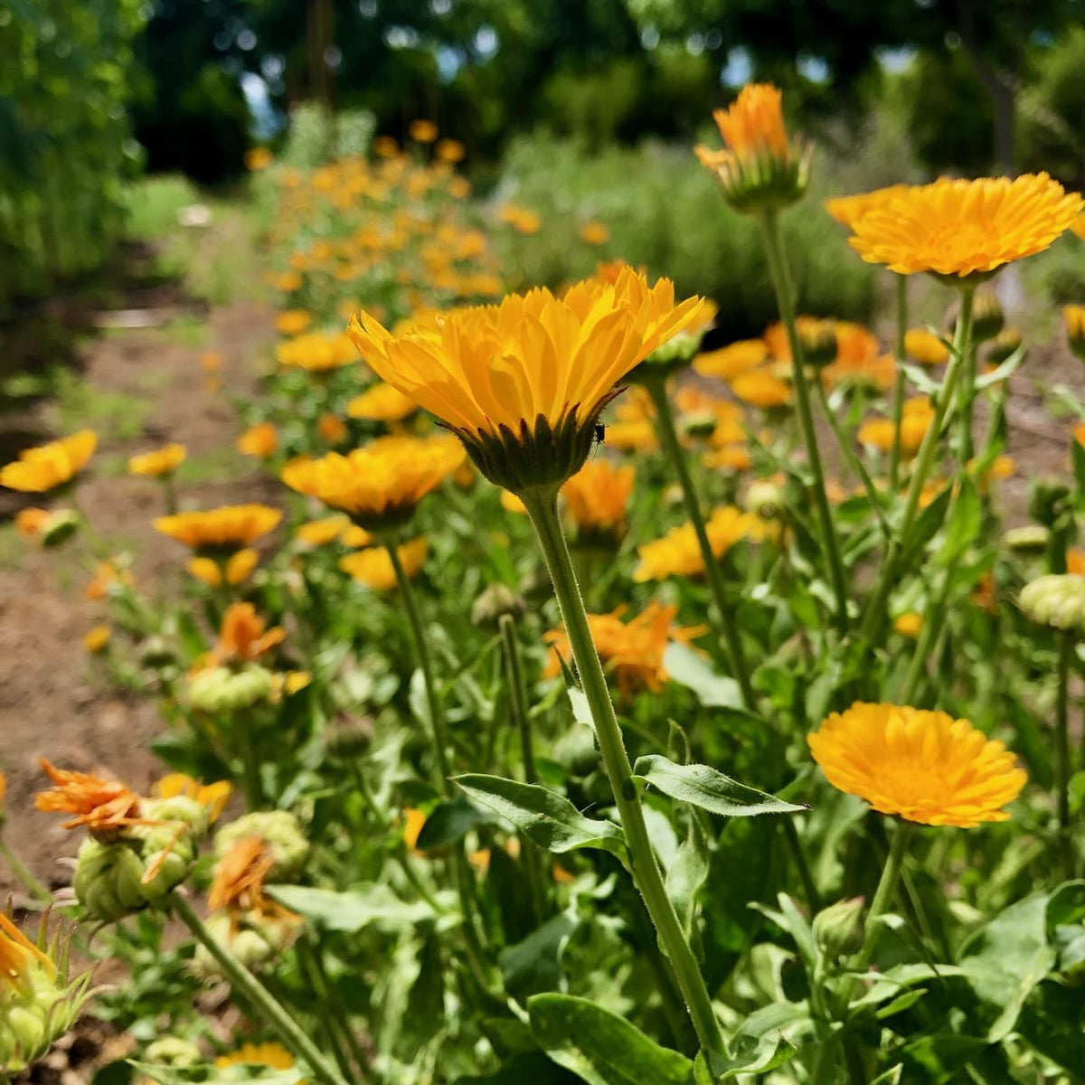 USA-grown Plant Good Seed Resina Calendula seeds with accompanying growing instructions.