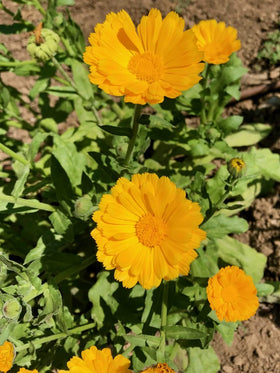 Resina Calendula yellow blossoms in a garden bed by Plant Good Seed attract pollinators.