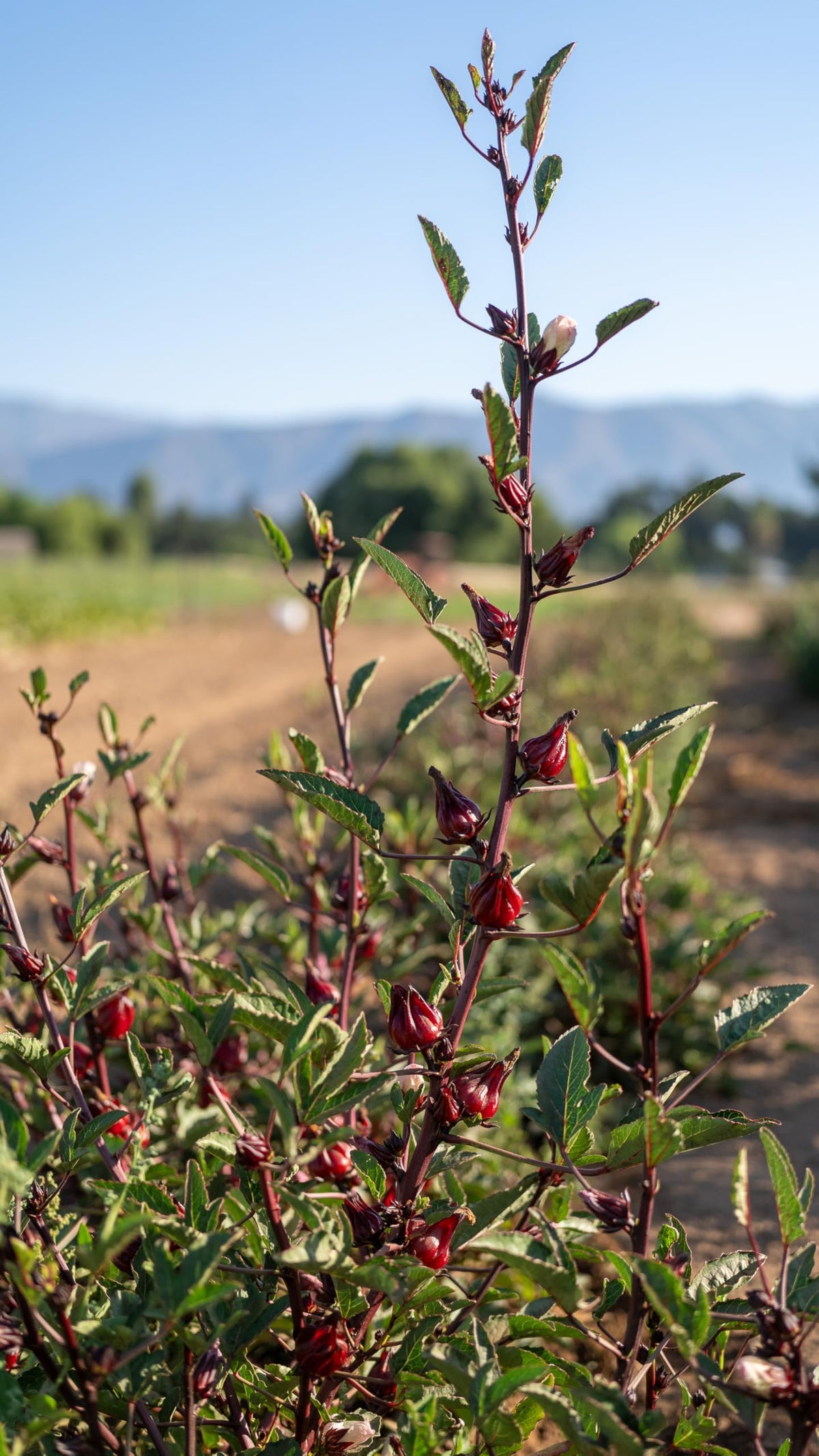 Plant Good Seed roselle calyxes close-up suitable for tea ingredients.
