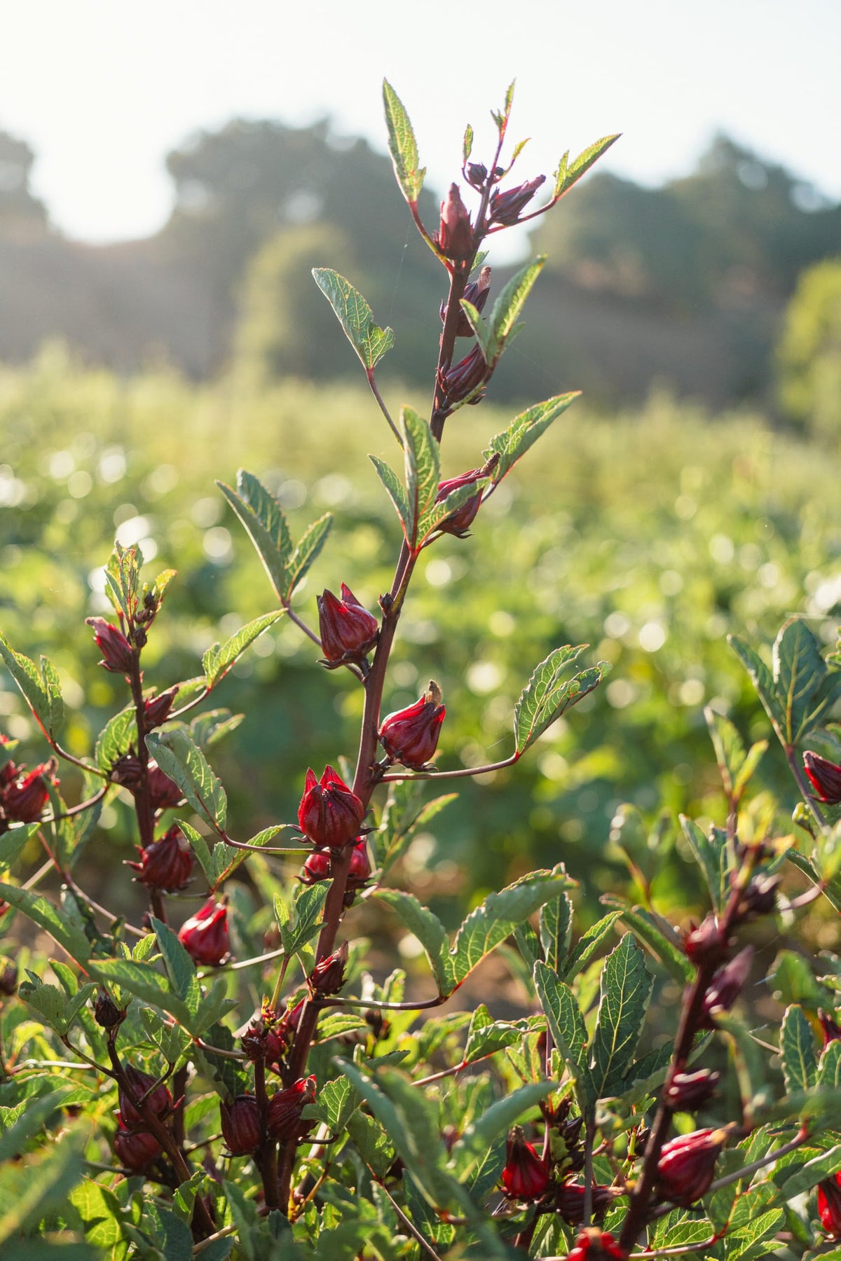 Plant Good Seed roselle calyxes ready to harvest for culinary uses.