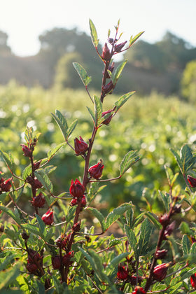 Plant Good Seed roselle calyxes ready to harvest for culinary uses.