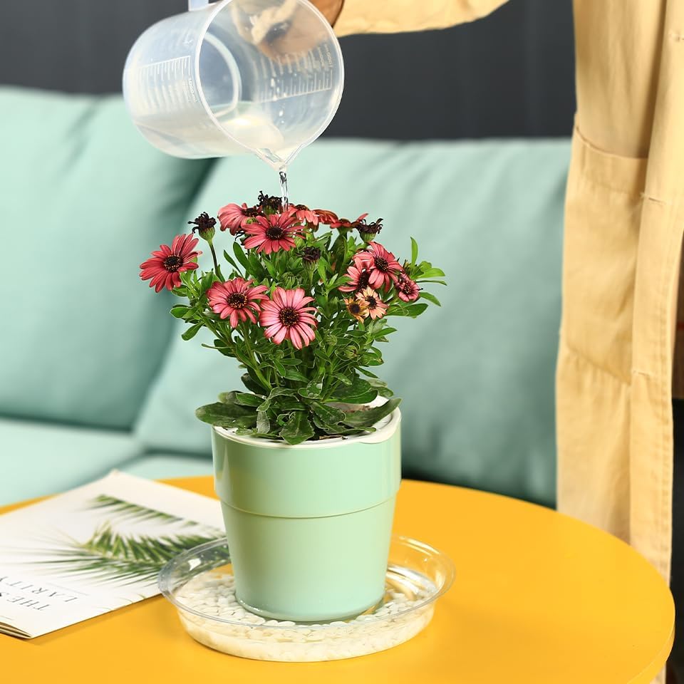 Planterhoma 20-inch clear plant saucer provides wide-area drip protection for large pots.