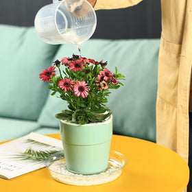 Planterhoma 20-inch clear plant saucer provides wide-area drip protection for large pots.