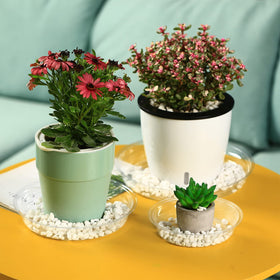 Planterhoma BPA-free recyclable saucers for eco-friendly planters.