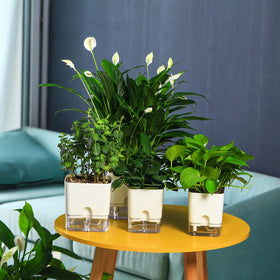 Planterhoma orchid pot in white supports delicate hydration