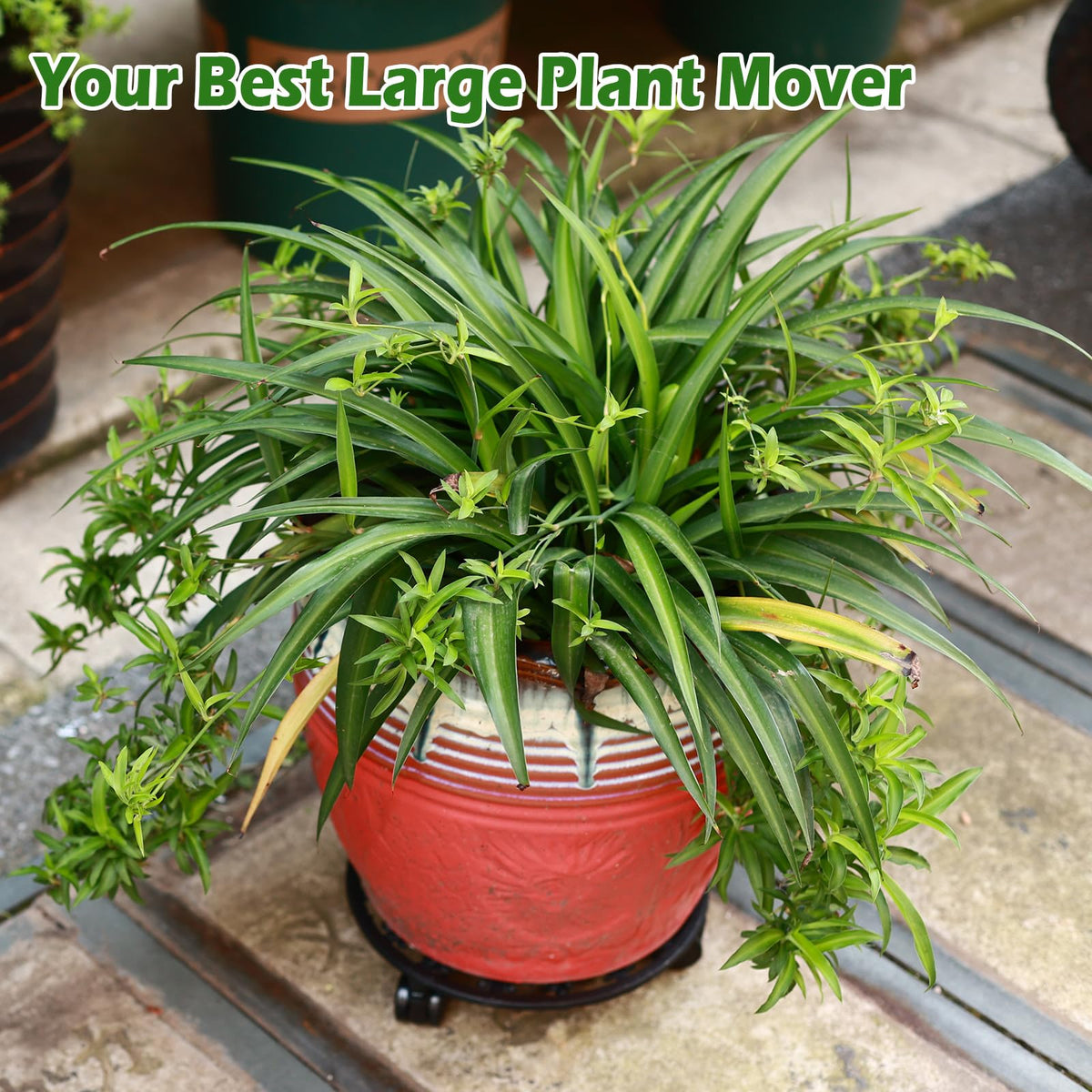 Planterhoma round dolly two-pack for flexible plant arrangements.