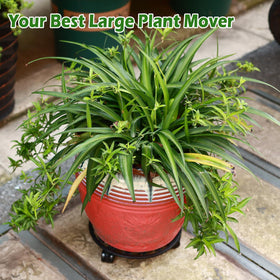 Planterhoma round dolly two-pack for flexible plant arrangements.